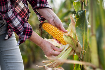 Farmer peeling corn cob and control quality before harvest. Agronomist in corn field