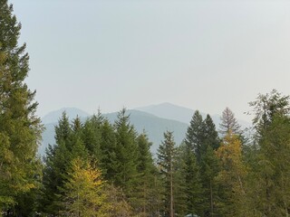 forest in the mountains