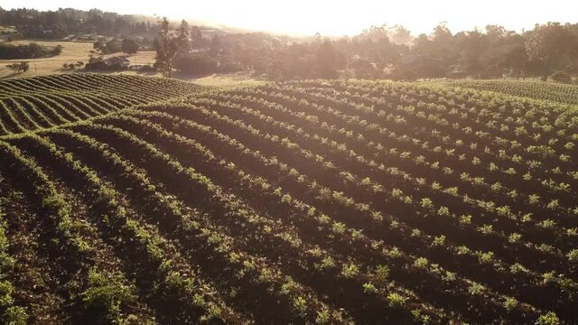 Campo Colombiano
