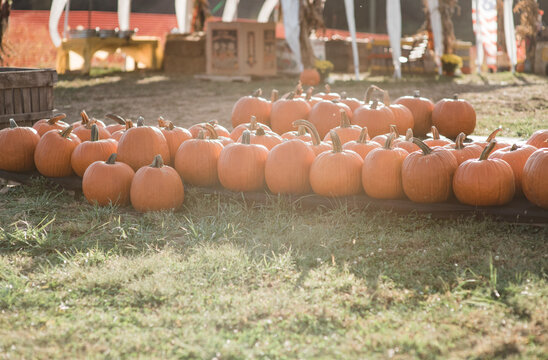 Pumpkin patch