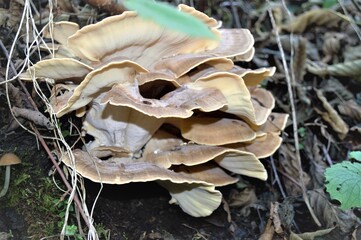 Russia, Krasnaya Polyana. Squamous tinder grows on trees, this type of fungus can be seen in parks...