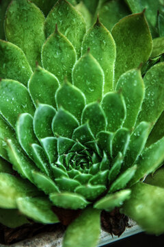 Sempervivum Tectorum