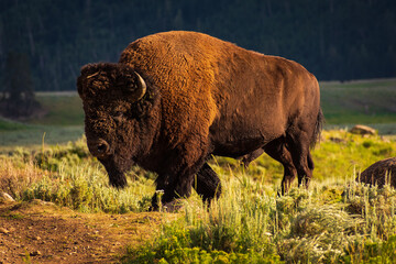 American Bison in Yellowstone NP