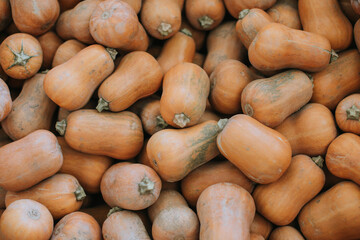 Pile of Squash at Harvest