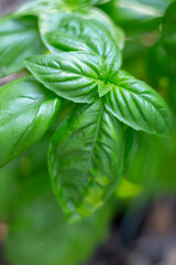 Close Up of Basil Plant in a Home Garden