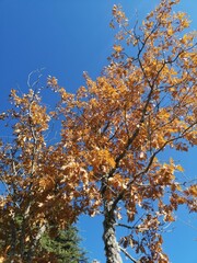 Fototapeta premium Roble en otoño con hoja dorada y cielo azul de fondo