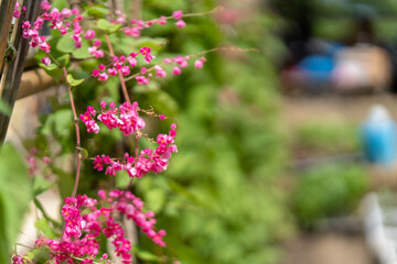 Growing Antigonon leptopus flower at  wooden fence.