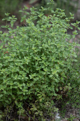 Fototapeta na wymiar Oregano Plant in a Home Herb Garden