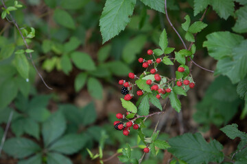 Wild Blackberry Bush With Ripening Berries