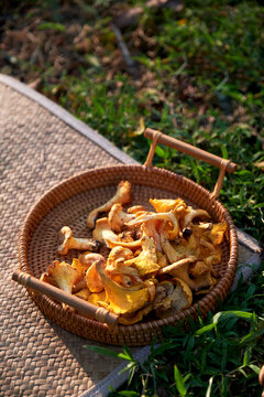 Fresh wild pine Tricholoma and mushrooms on an outdoor picnic party