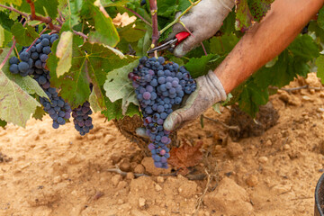 Harvester cuts the grape bunches of the Bobal variety of the strain in the Utiel-Requena (Spain) wine region