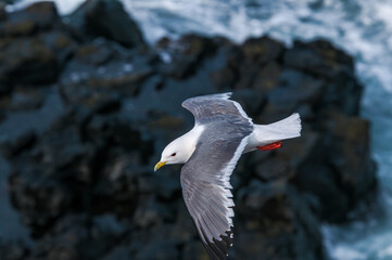 Red-legged Kittiwake (Rissa brevirostris) at St. George Island, Pribilof Islands, Alaska, USA