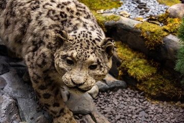 mock friday snow leopard with aggressive grin