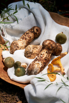 Fresh wild pine Tricholoma and mushrooms on an outdoor picnic party
