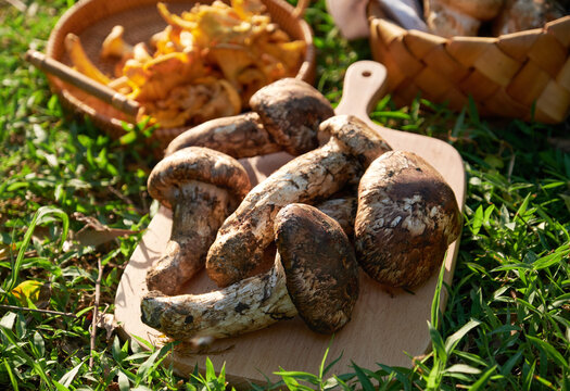 Fresh wild pine Tricholoma and mushrooms on an outdoor picnic party