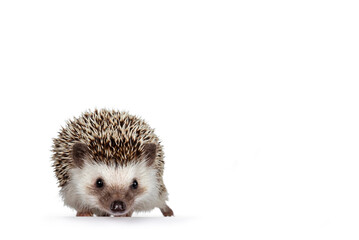 Cute adult African pygme hedgehog, standing facing front. Looking straight to camera. Isolated on a white background.