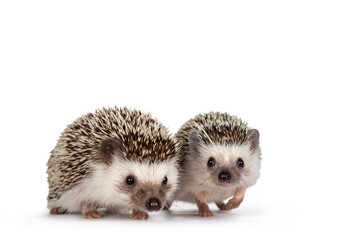 Cute baby and adult African pygme hedgehogs, standing facing front. Looking straight to camera. Isolated on a white background.
