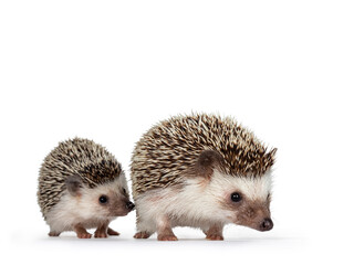 Cute baby and adult African pygme hedgehogs, walking behind each other. Looking straight ahead....