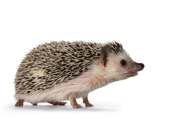 Cute adult African pygme hedgehog, standing side ways. Looking straight ahead with nose up. Isolated on a white background.