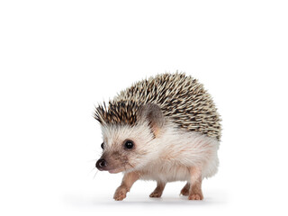 Cute adult African pygme hedgehog, walking forwards Looking straight ahead. Isolated on a white background.
