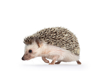 Cute adult African pygme hedgehog, walking side ways. Looking straight ahead. Isolated on a white background.
