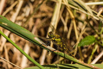 Gefleckte Heidelibelle (Sympetrum flaveolum) Weibchen im Naturschutzgebiet Mittelbruch in Berlin 