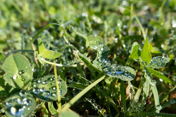 Drops of water after rain.