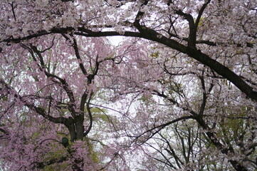 오사카 성 안의 벚꽃들