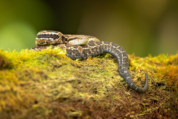 Cerrophidion godmani is a venomous pit viper species found in southern Mexico and Guatemala.It is also known as the Godman's montane pit viper