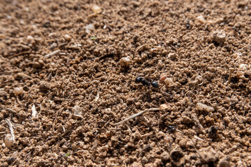 Ant working out of the anthill.