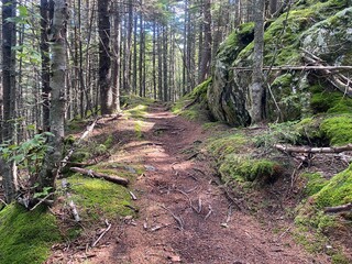 Maine forest in the 100 mile wilderness of the A.T.