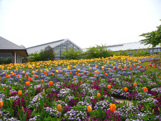 Obraz premium Beautifully blooming flowers such as tulips in Long Island City, Mie Prefecture