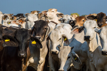 Herd of Brahman cattle close up in Chaco, Paraguay