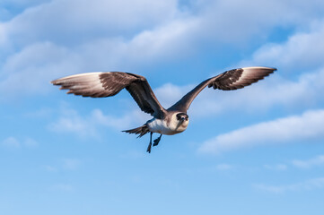 Parasitic Jaeger (Stercorarius parasiticus) in Barents Sea coastal area, Russia