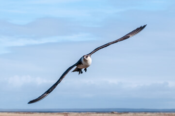 Parasitic Jaeger (Stercorarius parasiticus) in Barents Sea coastal area, Russia