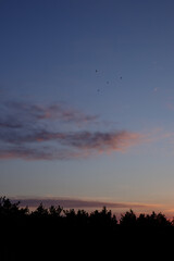 Early sunrise over the forest with orange and pink clouds.