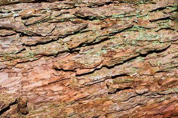 Surface of old tree bark, embossed texture