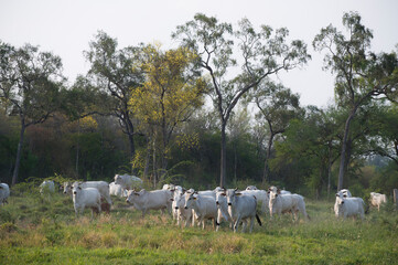 Brahman cattle in the field with big trees in the background in the Chaco Paraguay