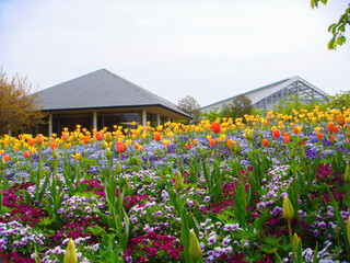 Obraz premium Beautifully blooming flowers such as tulips in Long Island City, Mie Prefecture