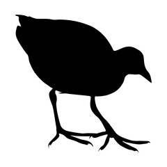 Walking Moorhen Bird (Hydrurga Leptonyx) On a Side View Silhouette Found In Map Of All Around The World. Good To Use For Element Print Book, Animal Book and Animal Content