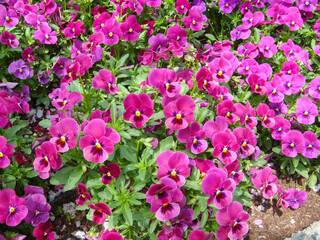 Fototapeta premium Beautifully blooming flowers such as tulips in Long Island City, Mie Prefecture