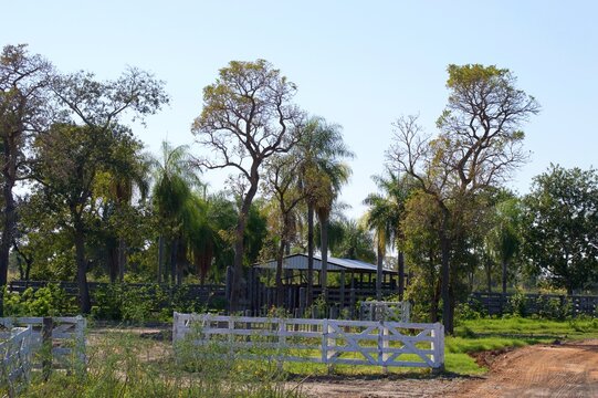 Farm corral in the trees in the Chaco, Paraguay 