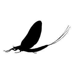Flying Mayfly (Ephemeroptera) On a Side View Silhouette Found In Map Of All Around The World. Good To Use For Element Print Book, Animal Book  - obrazy, fototapety, plakaty