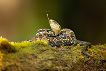 Cerrophidion godmani is a venomous pit viper species found in southern Mexico and Guatemala.It is...