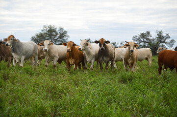 Cattle in the field in Paraguay