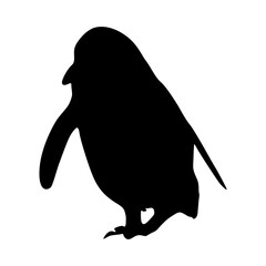 Walking Magellanic Penguin (Spheniscus Magellanicus) On a Front View Silhouette Found In Map Of South America And Africa. Good To Use For Element Print Book, Animal Book and Animal Content