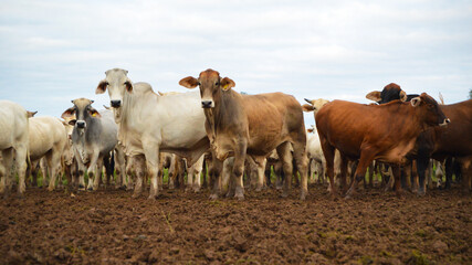 Brahman cattle standing in a pen in Paraguay