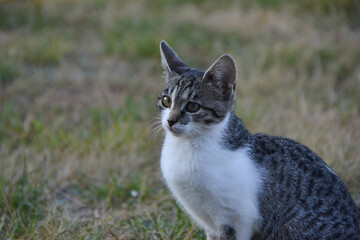 Bosnia, September , 2020: Photography of a two colored cat sitting on the ground