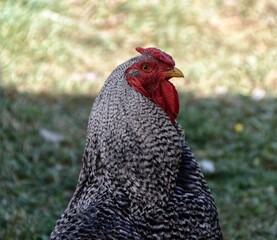 Photography of a domestic beautiful white rooster on a farm on a sunny day