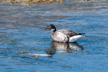 Molting Brent Goose (Branta bernicla) in Malibu Lagoon, California, USA